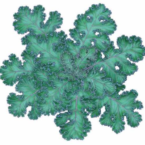 All About Growing Kale and Collards